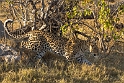 Leopard-climbing-down